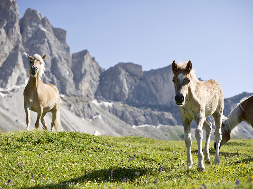 Horses on the mountain pasture in South Tyrol